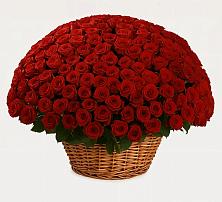 Премиум букет из: Розы в Оленегорске